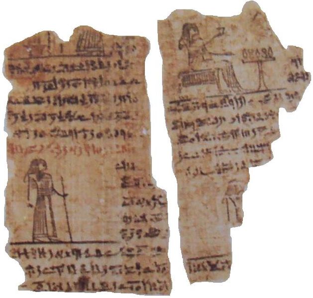 papyrus VII