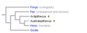 Hominidae phylogeny